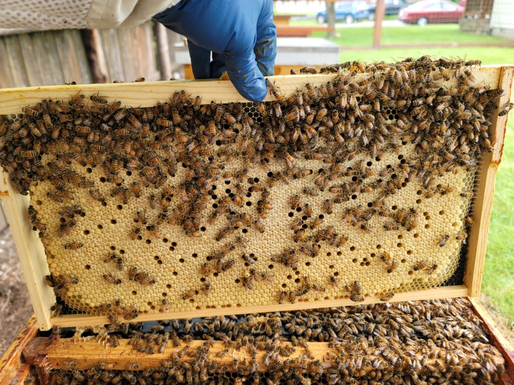 Poor Brood Pattern NUCS/PACKAGES/QUEENS - Les's Bees
