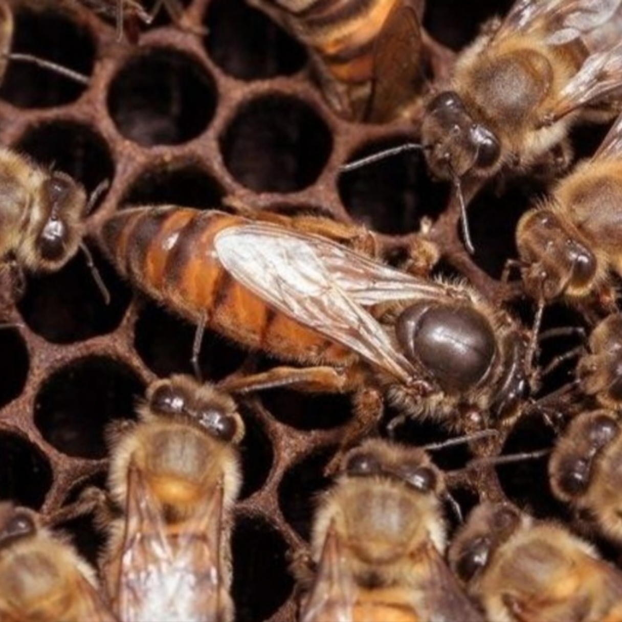 Spring 2027 Marked New World Carniolan Queen, Open Mated